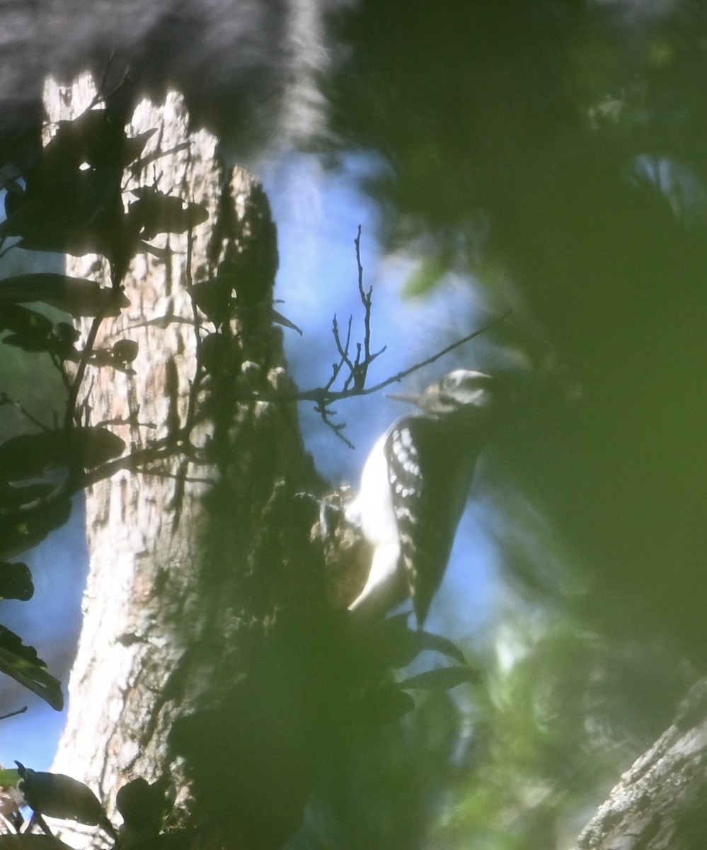 Hairy Woodpecker - ML643838801