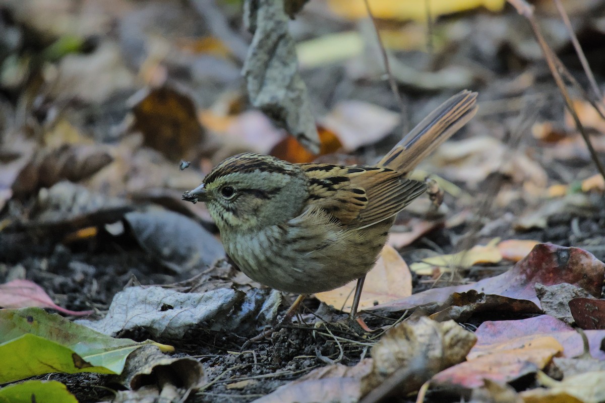 Bruant des marais - ML643838803