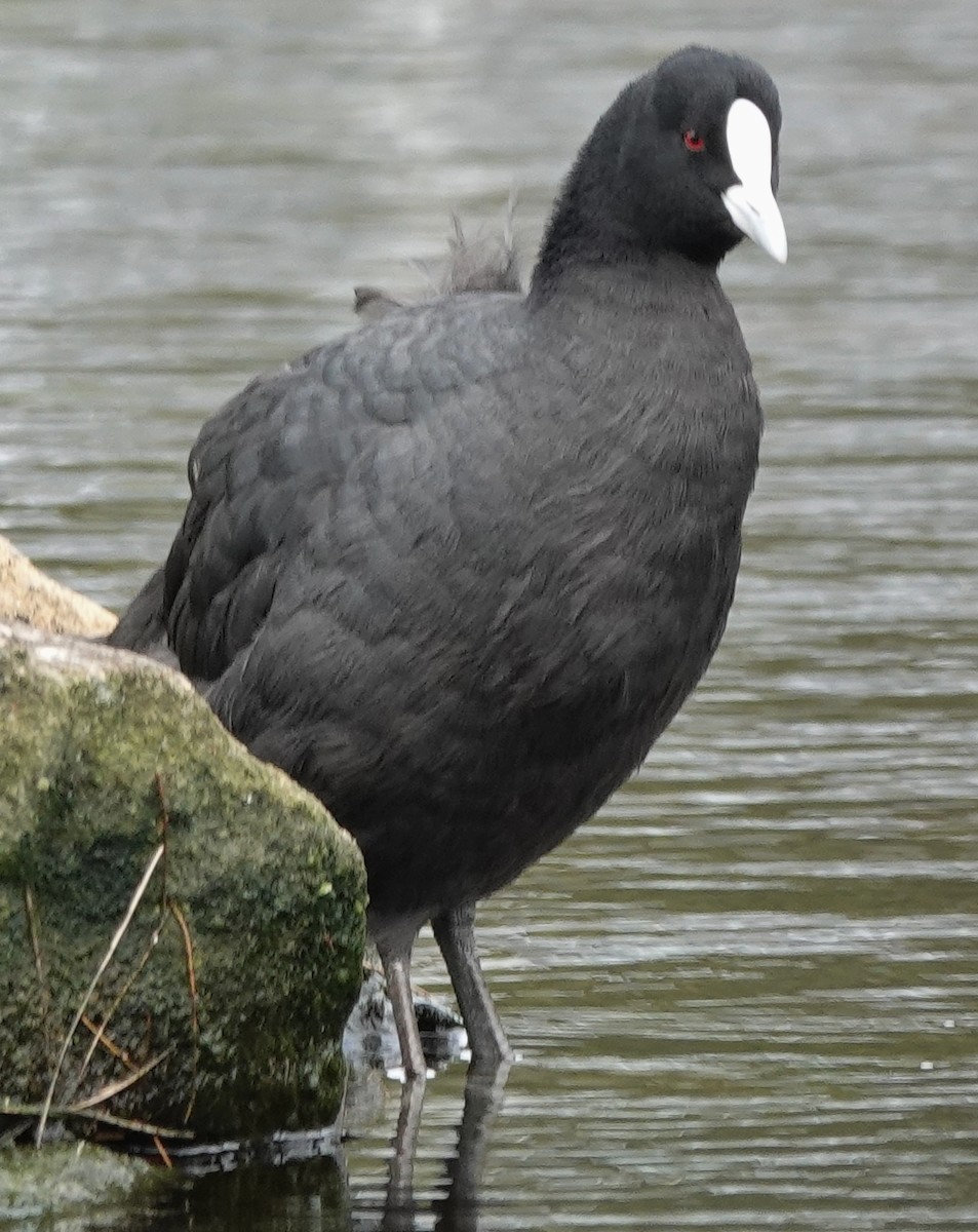 Eurasian Coot - ML643838804