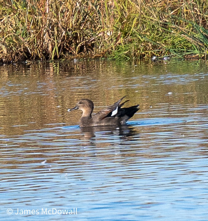 Canard chipeau - ML643838811