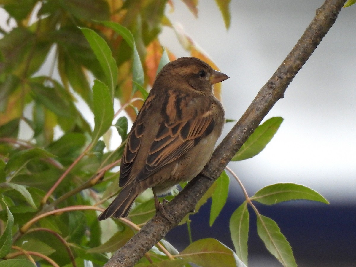 House Sparrow - ML643838812