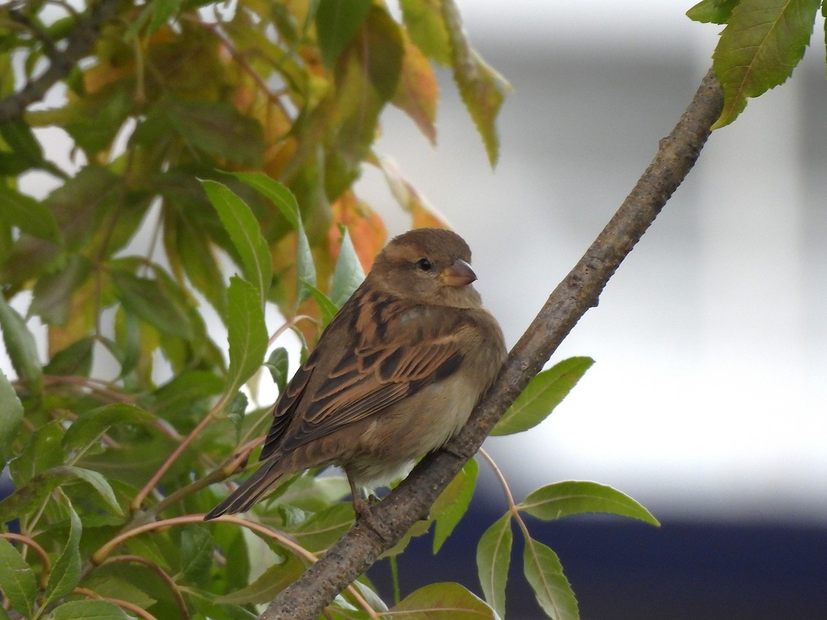 House Sparrow - ML643838813