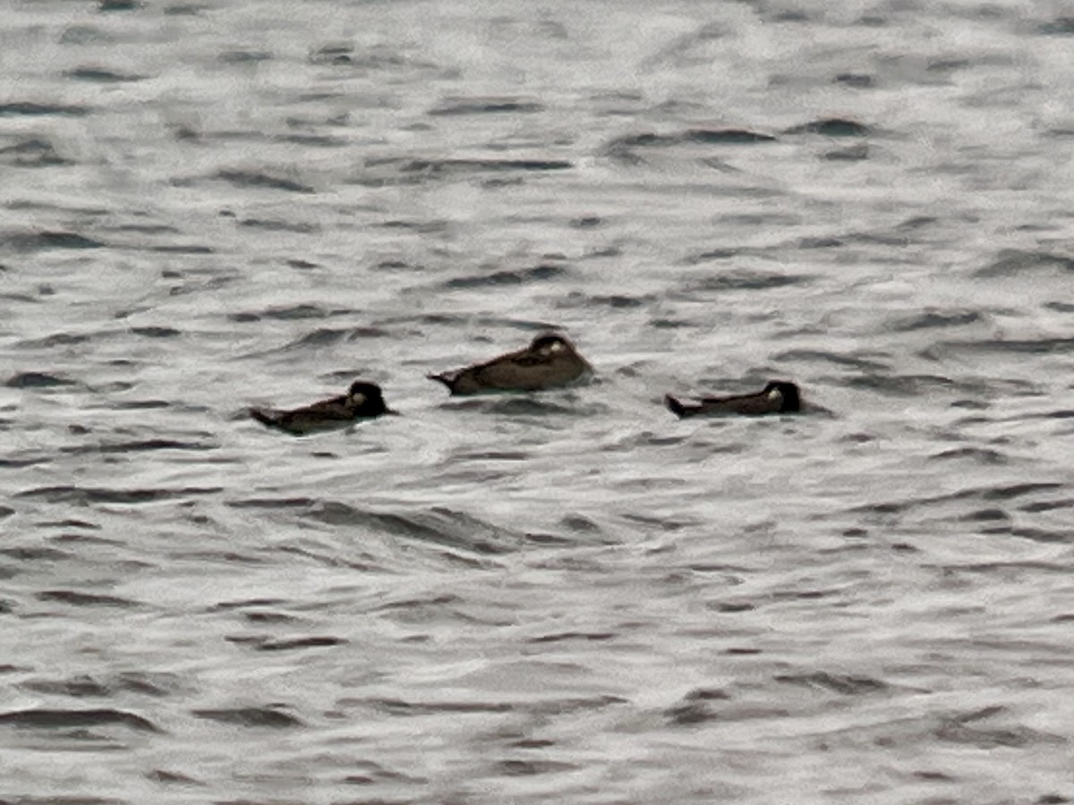 Surf Scoter - ML643838814