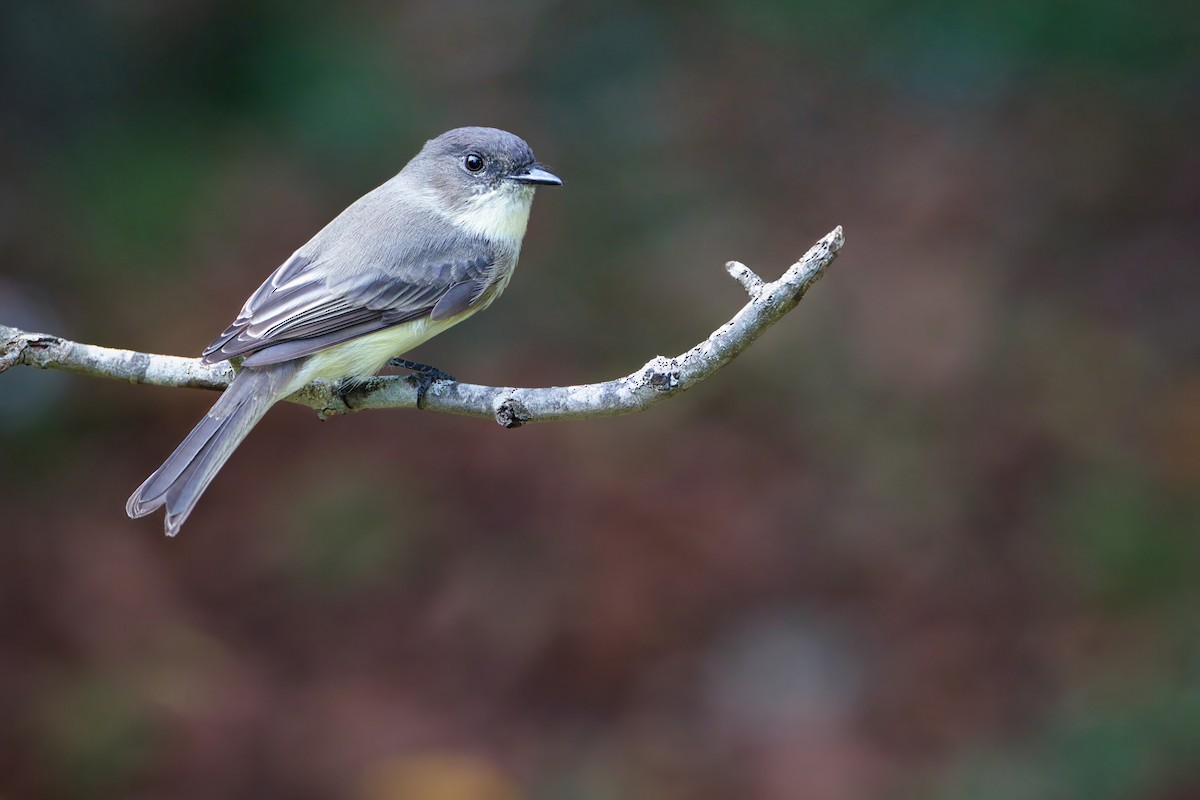 Eastern Phoebe - ML643838831