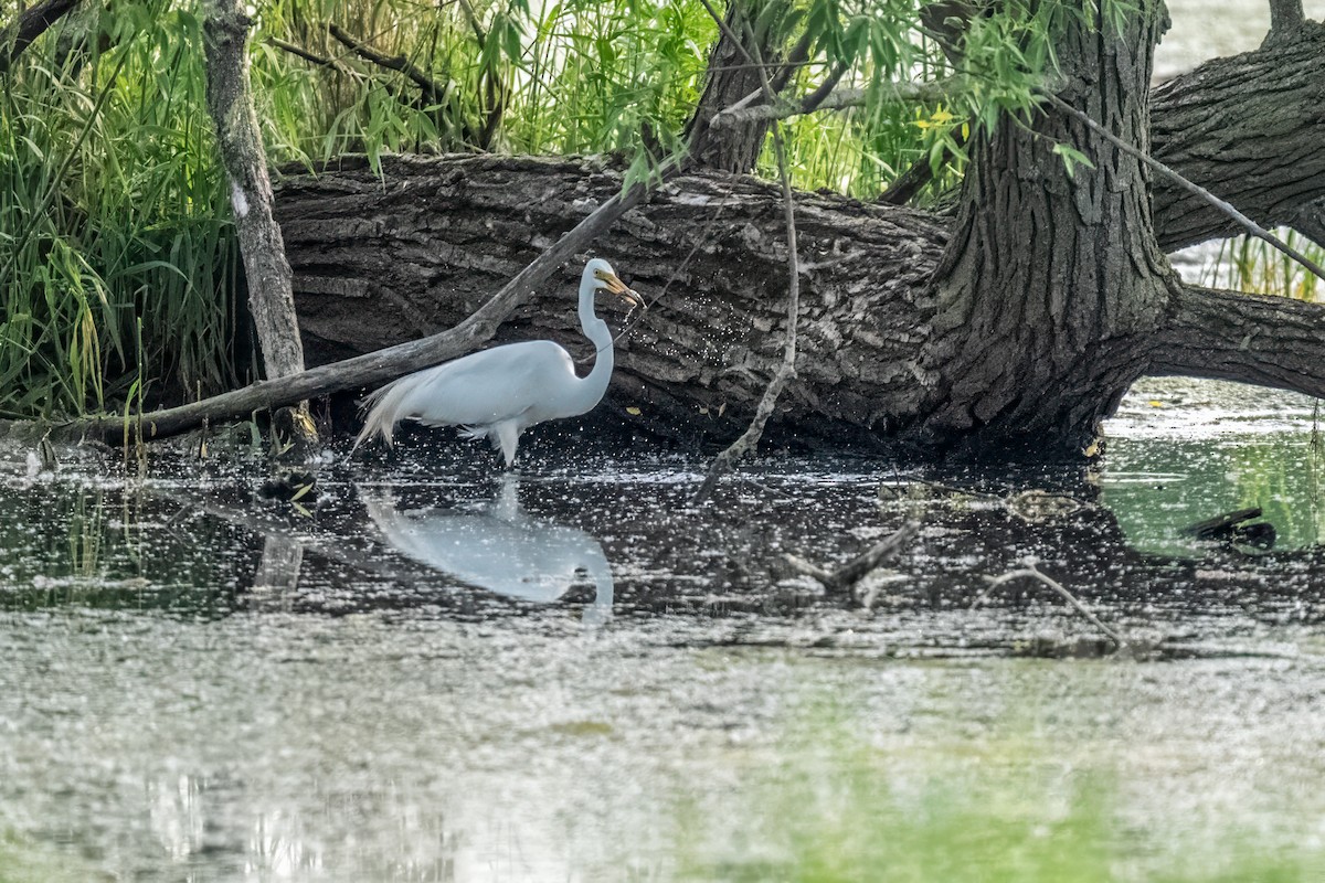 Great Egret - ML643838838