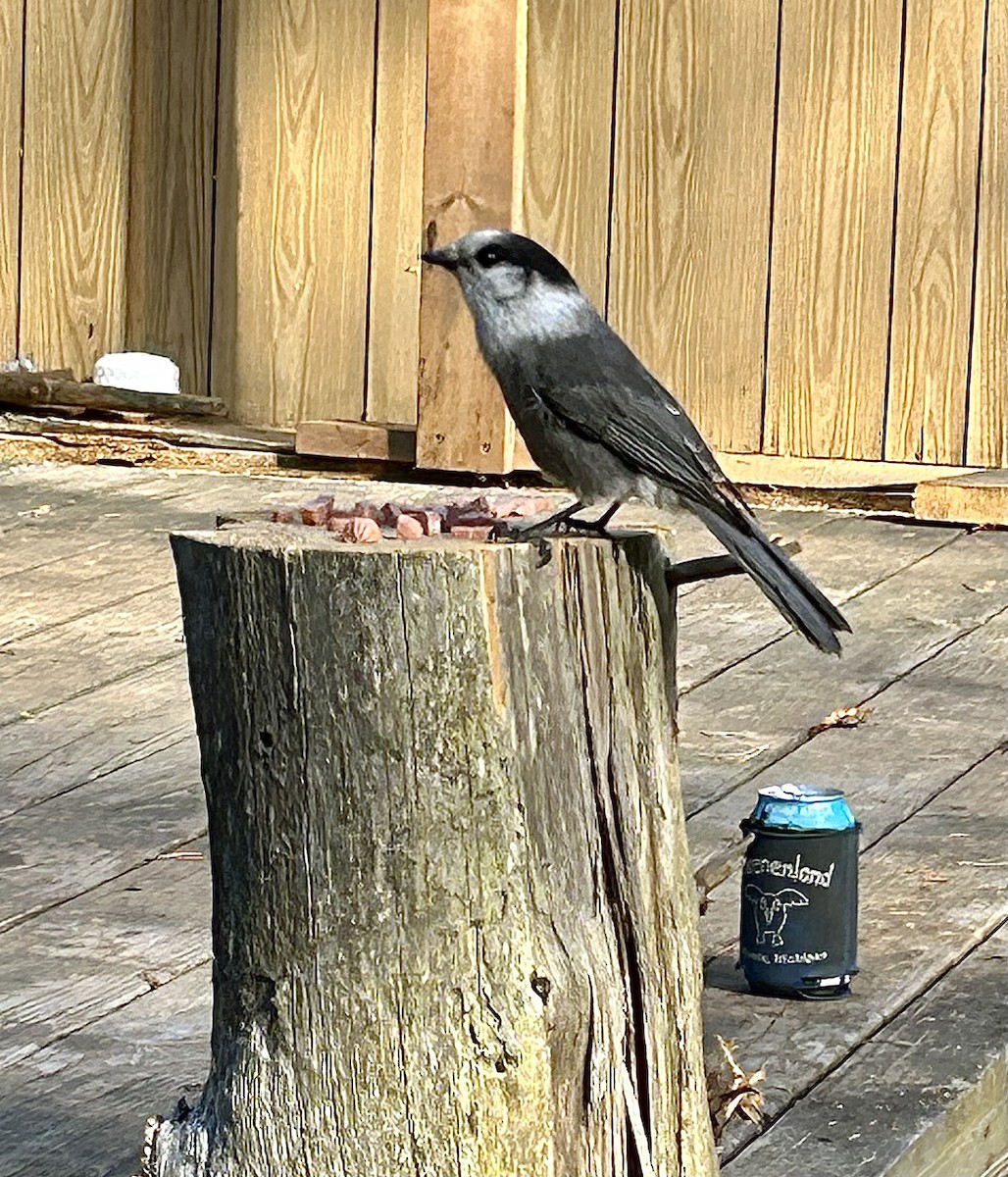 Meisenhäher - ML643838841