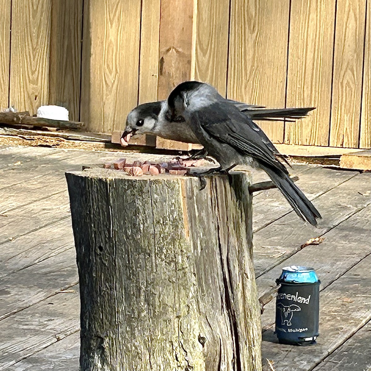 Meisenhäher - ML643838842