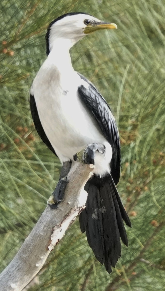 Little Pied Cormorant - ML643838844