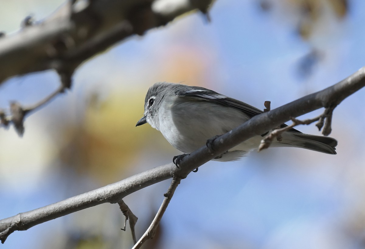 Plumbeous Vireo - ML643838855