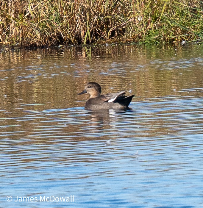 Canard chipeau - ML643838875