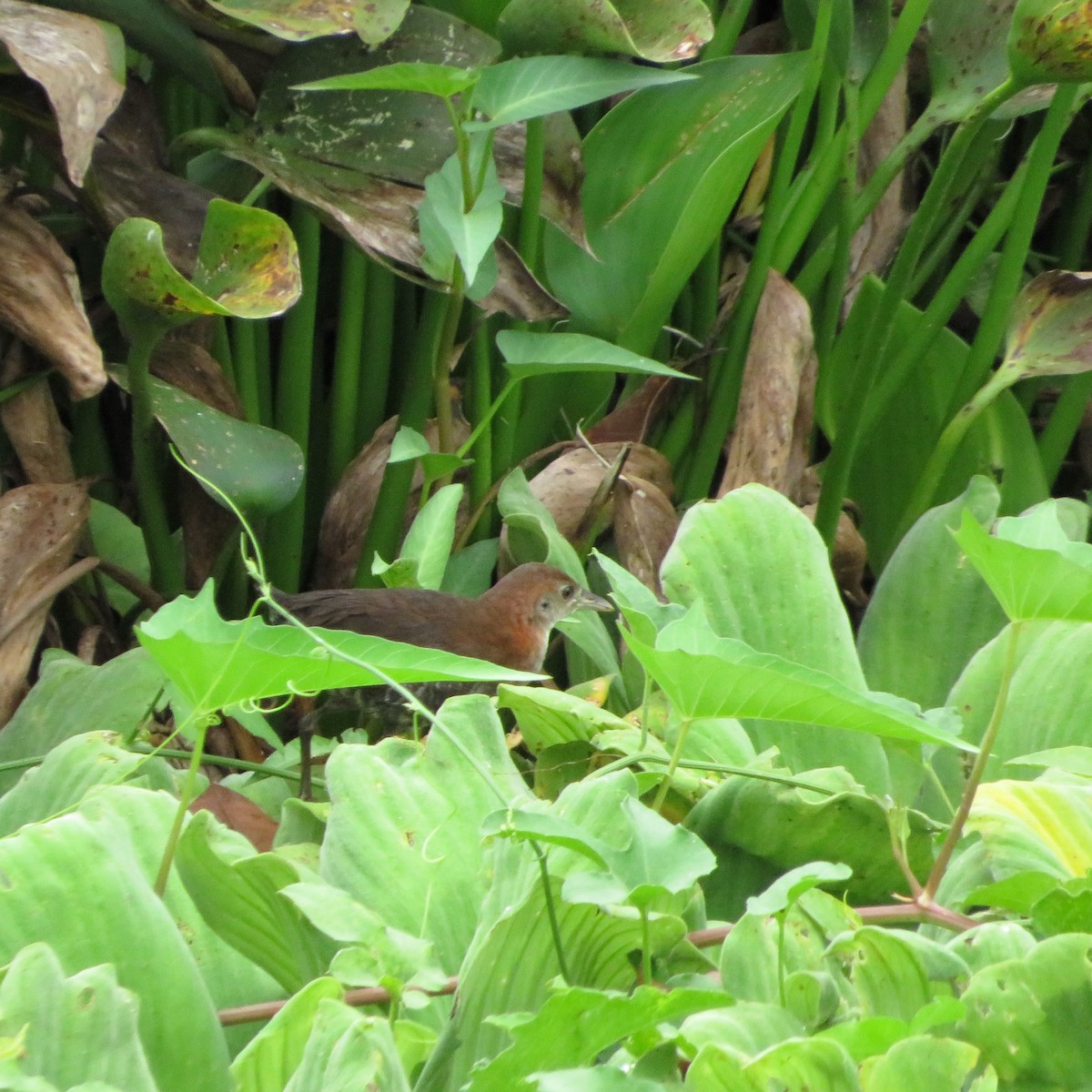 White-throated Crake - ML643838877