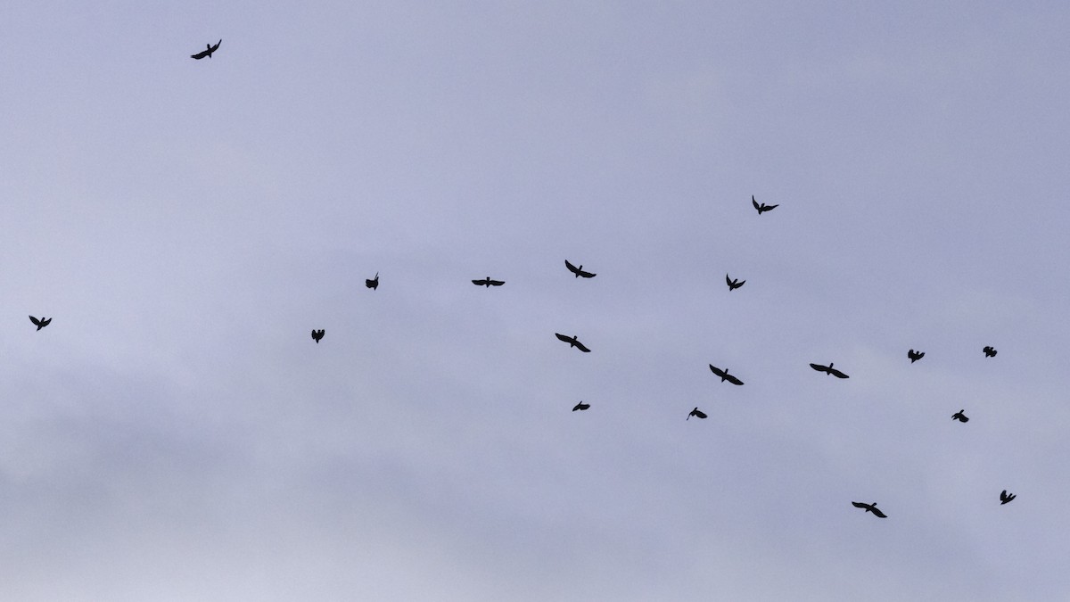 Fish Crow - ML643838899
