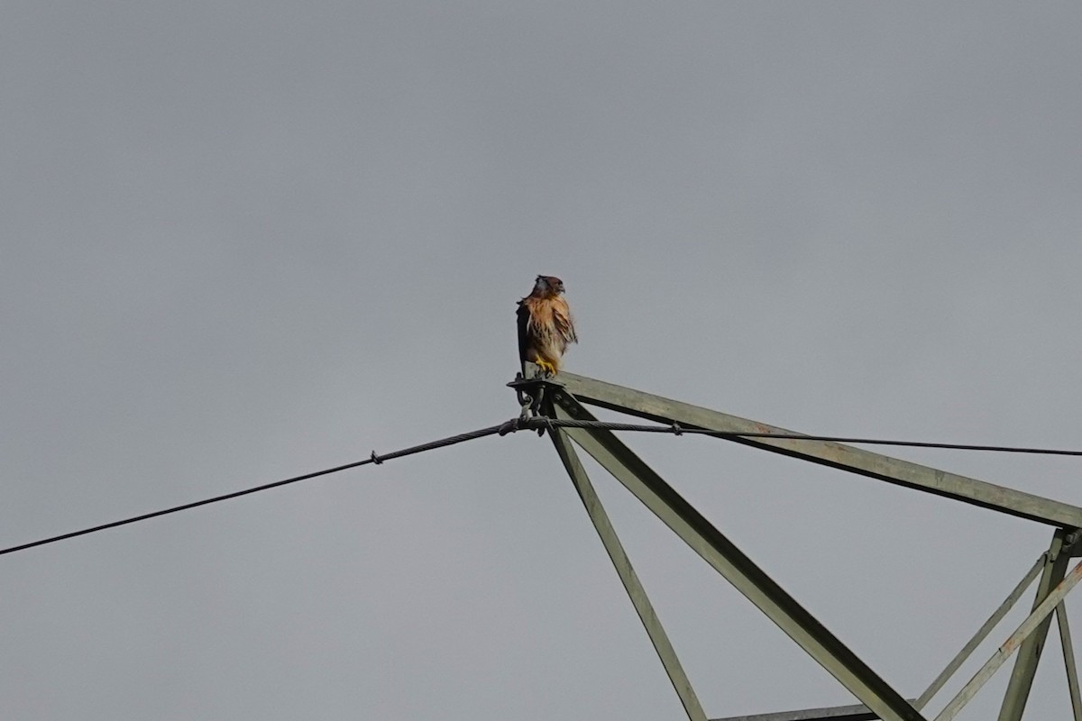 Red-shouldered Hawk - ML643838921