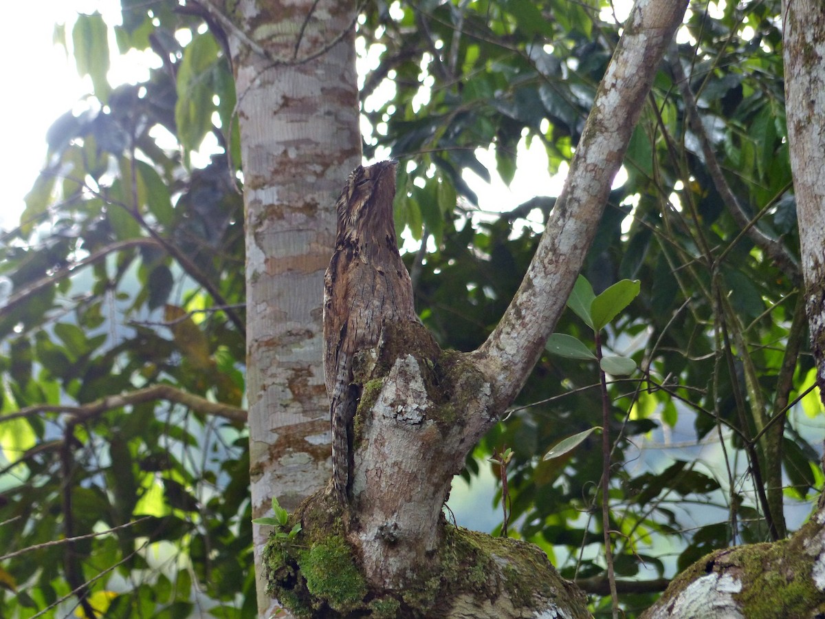 Common Potoo - ML643838924