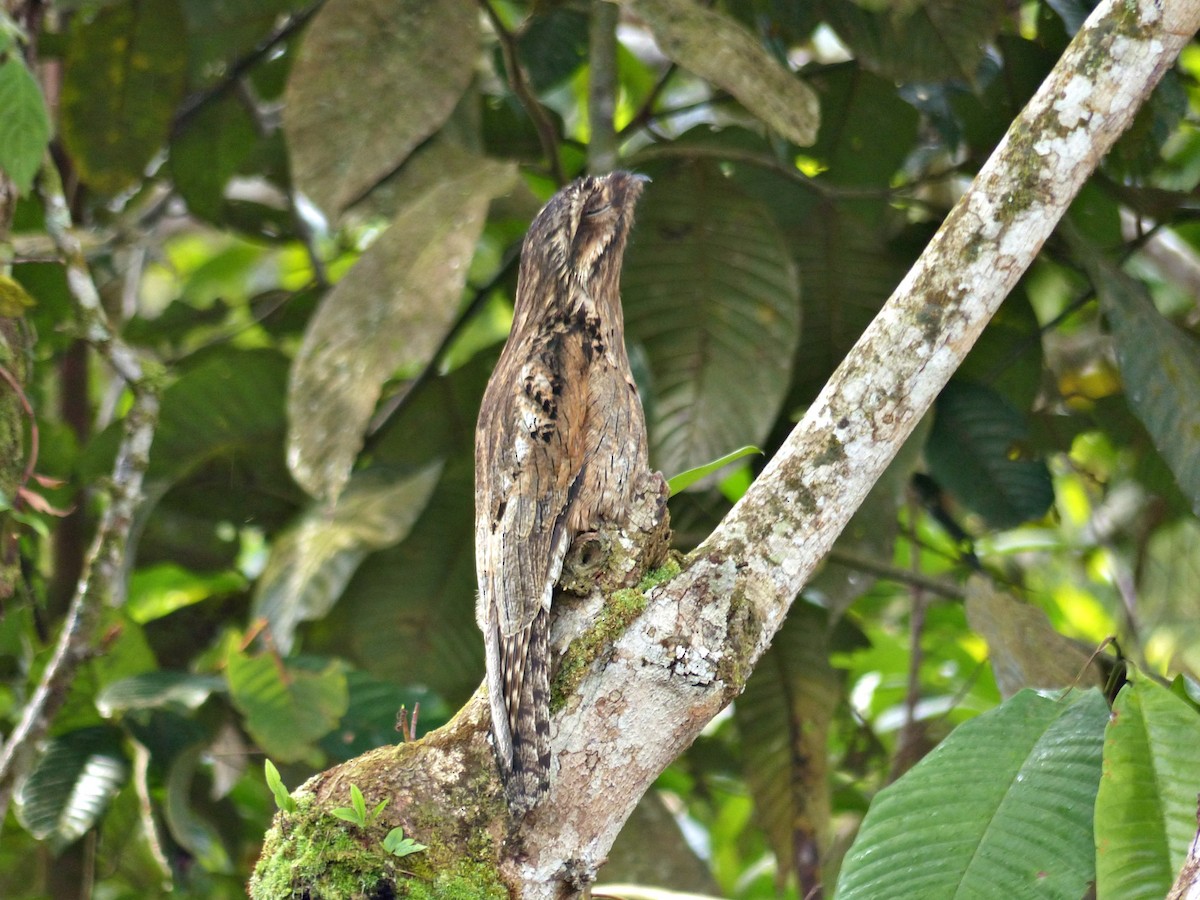 Common Potoo - ML643838925