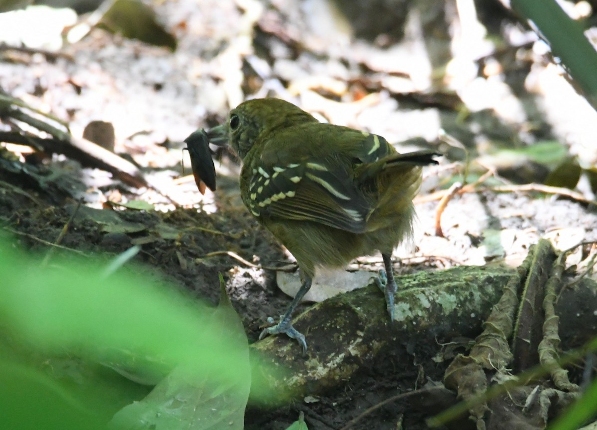 Black-crowned Antshrike - ML643838935