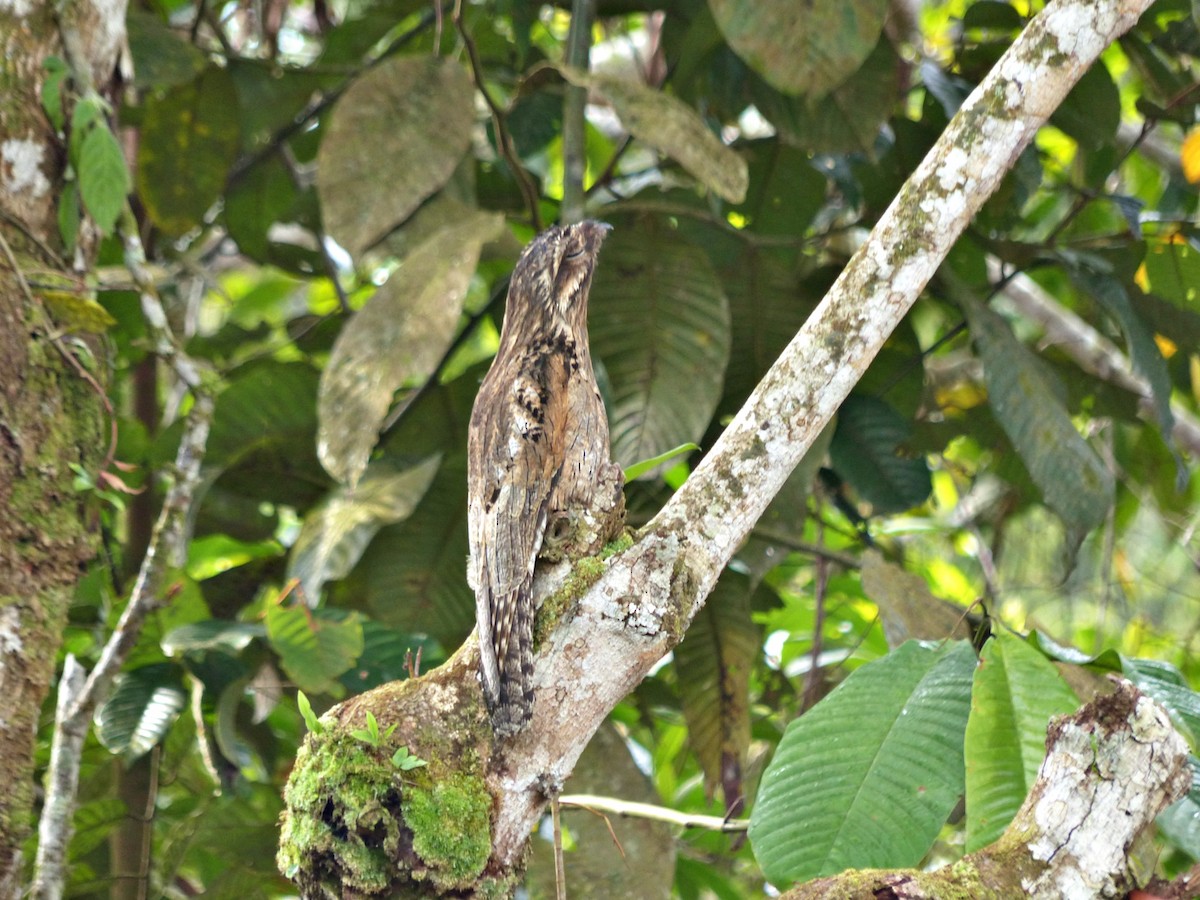 Common Potoo - ML643838943