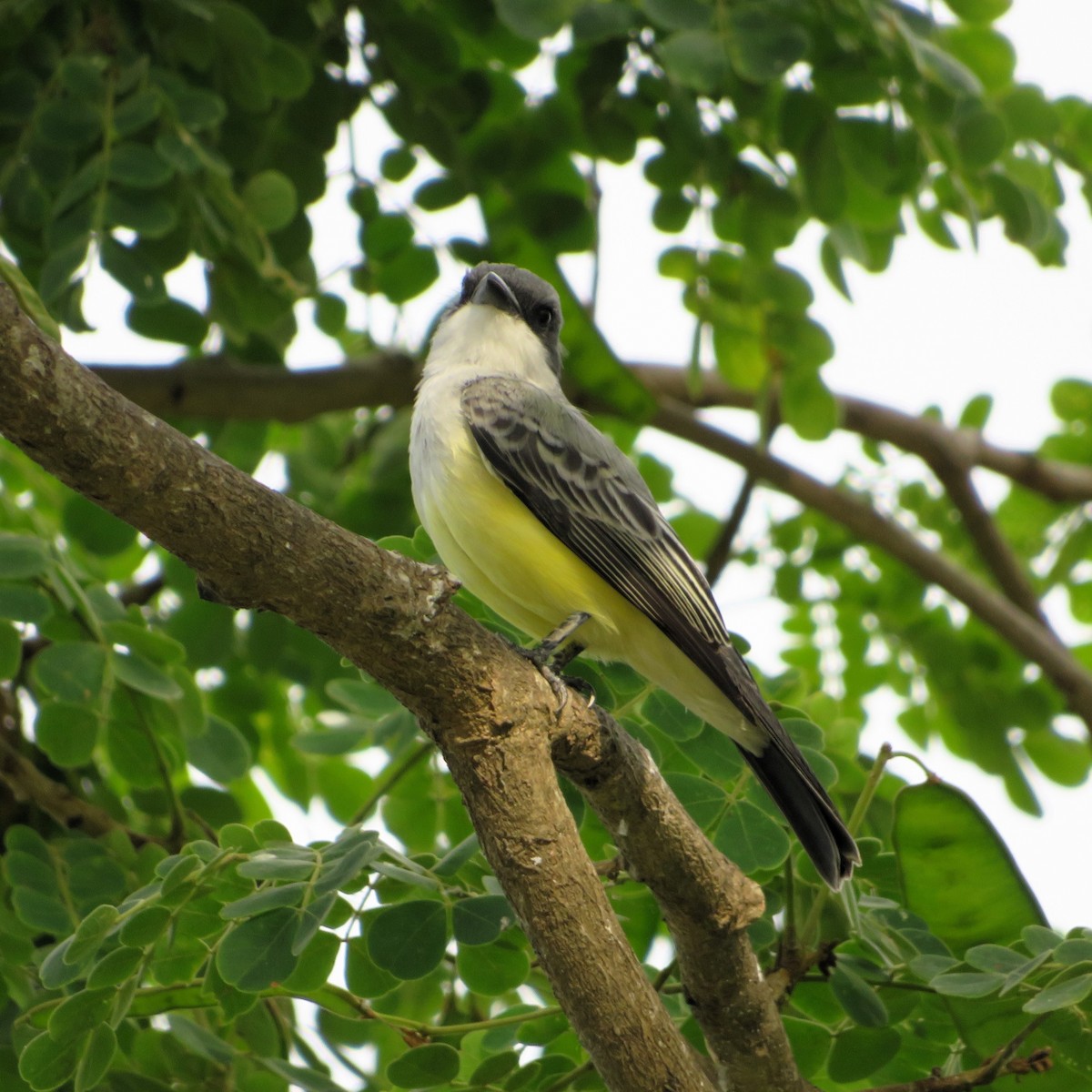 Snowy-throated Kingbird - ML643838953