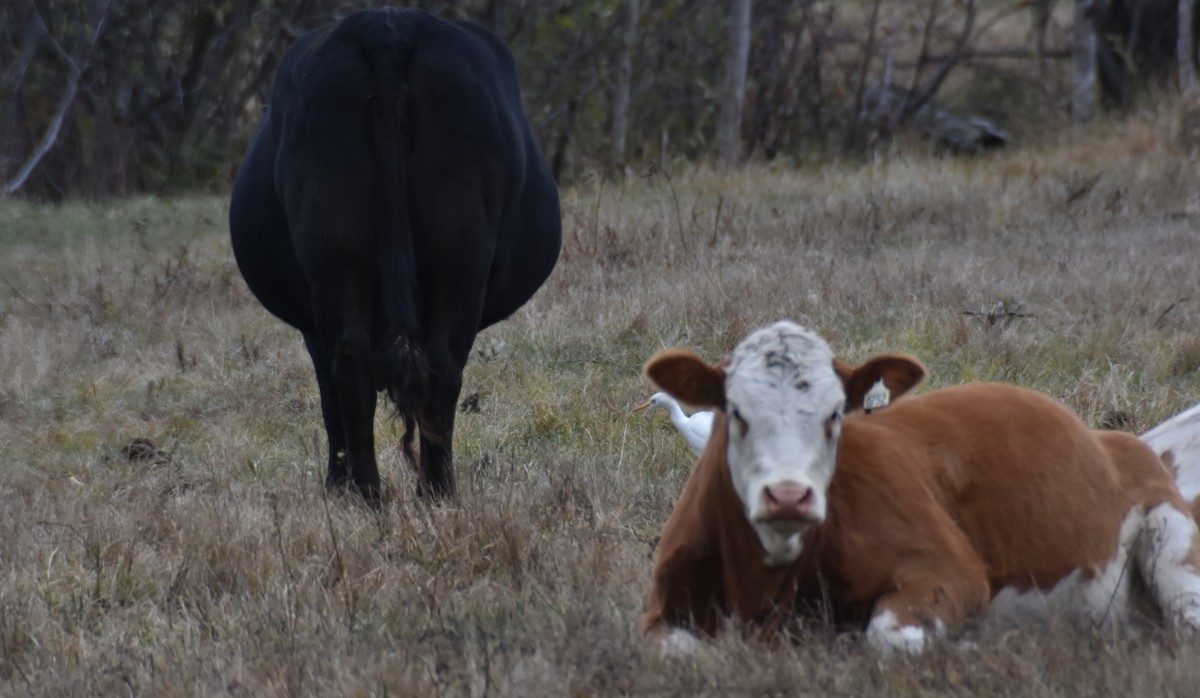 ニシアマサギ - ML643838972