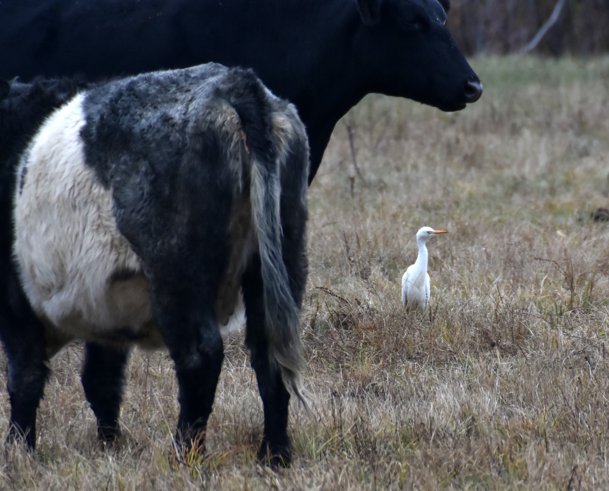 ニシアマサギ - ML643838973