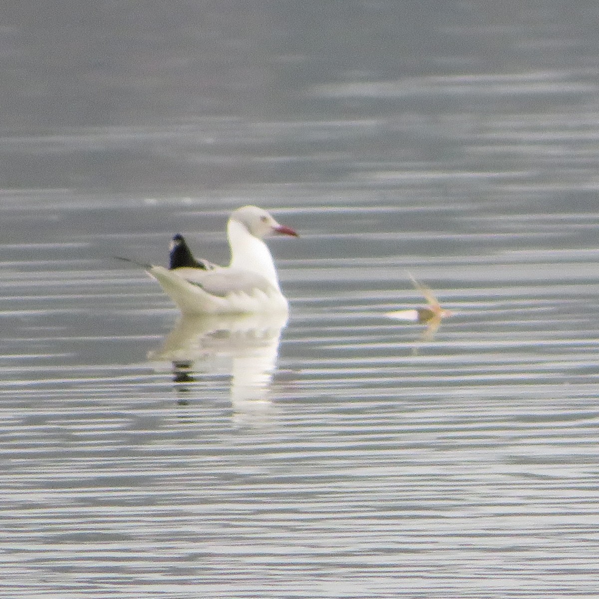Gray-hooded Gull - ML643838974