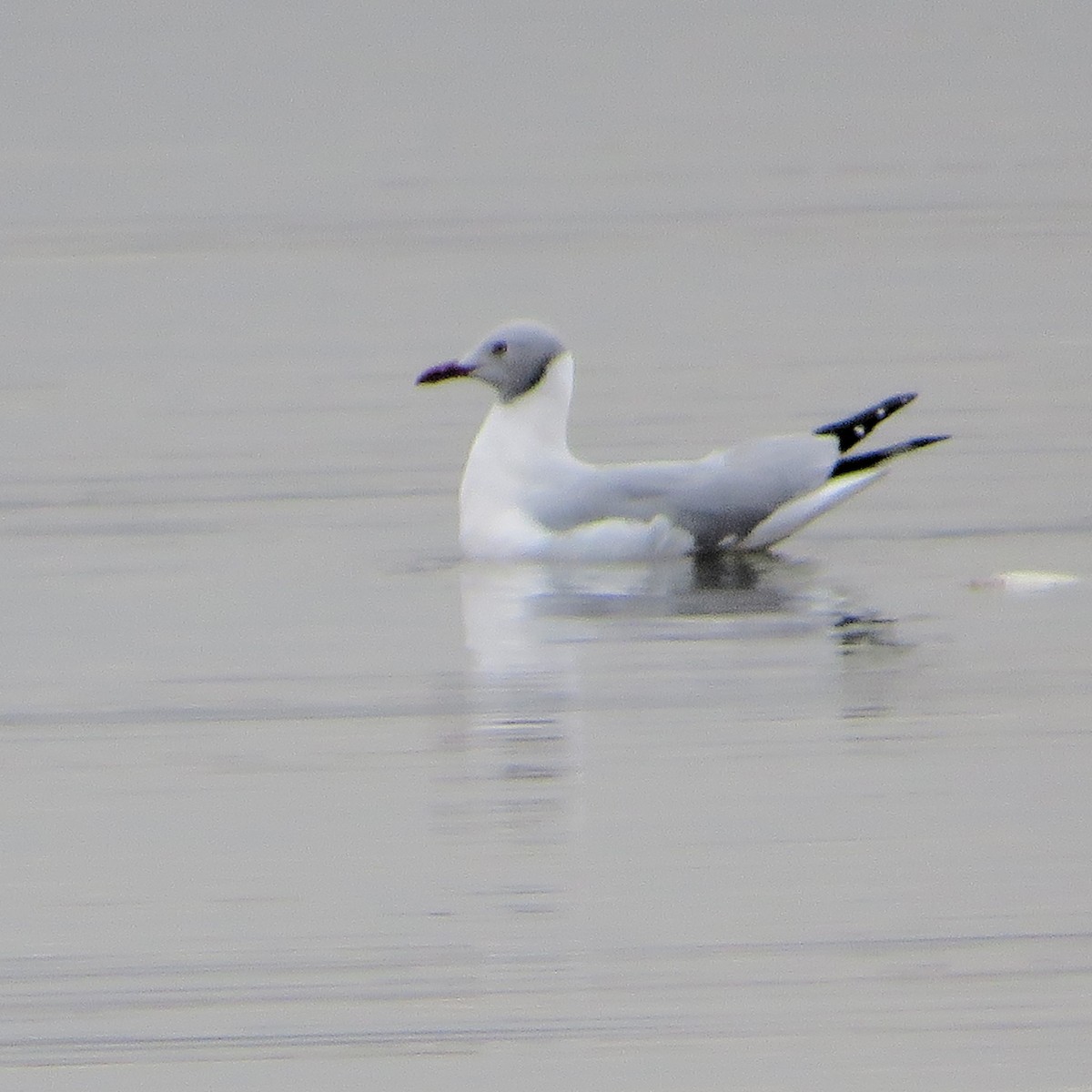 Gray-hooded Gull - ML643838975