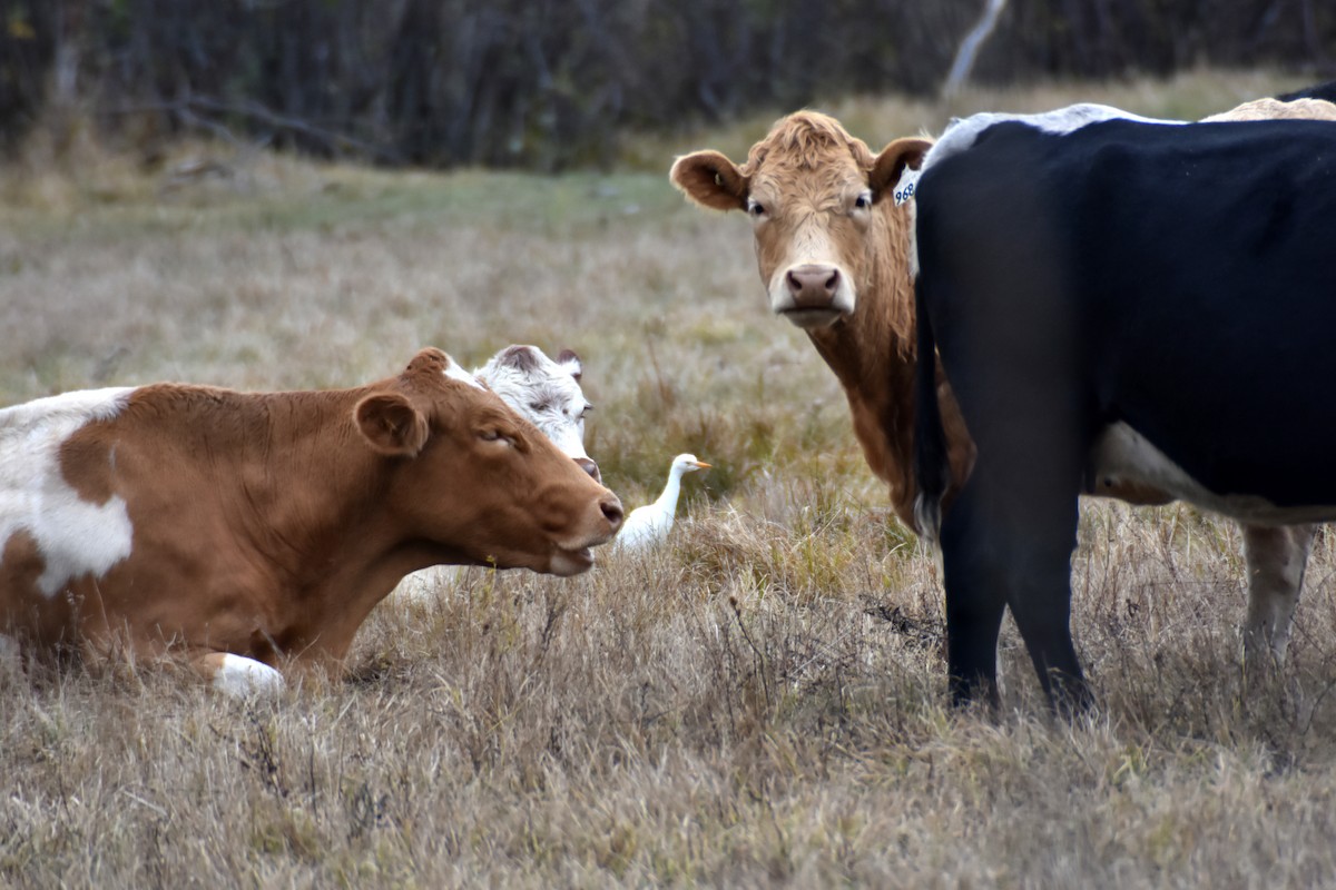 ニシアマサギ - ML643838977