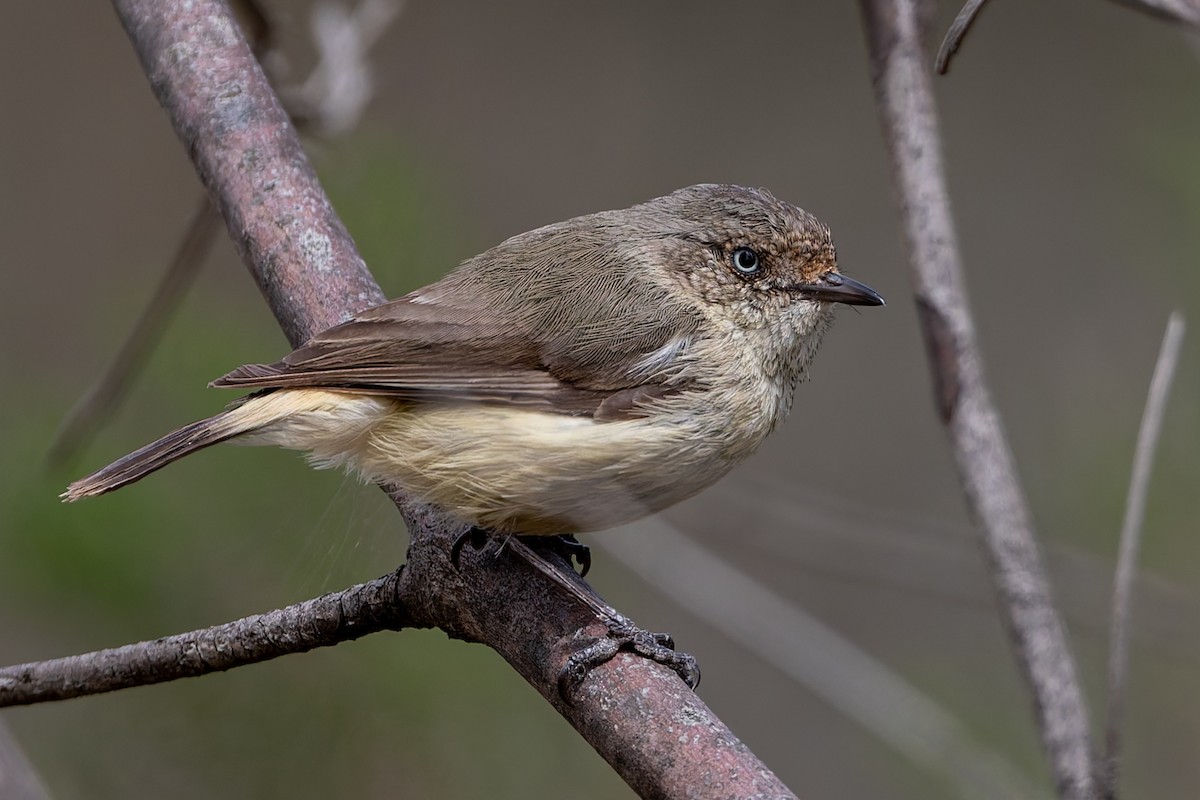 Acanthize à croupion beige - ML643838983