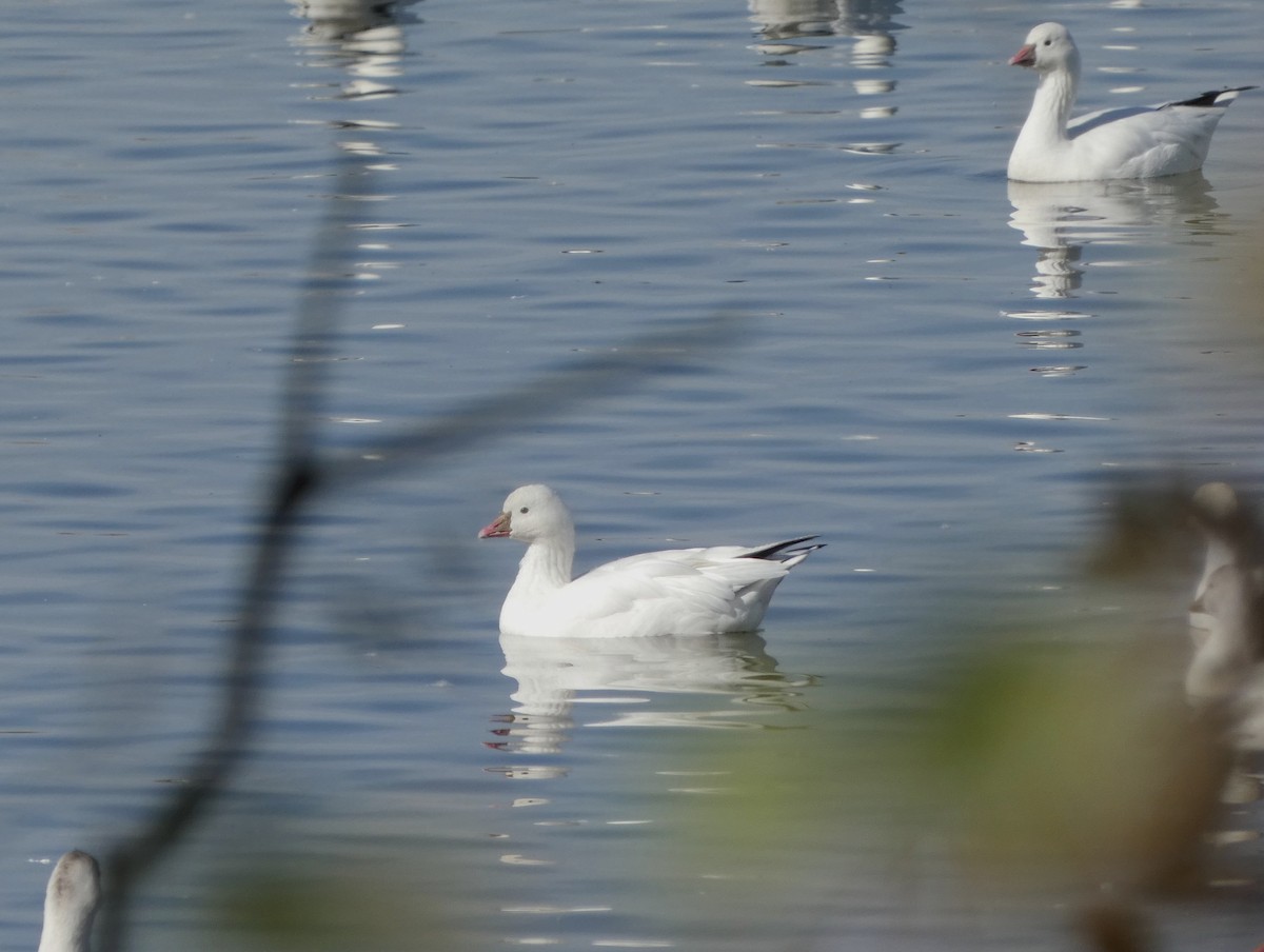 Ross's Goose - ML643839011