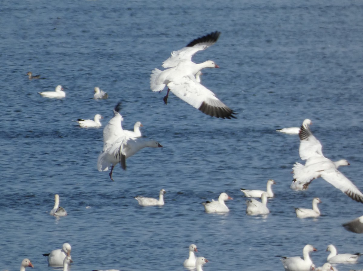 Ross's Goose - ML643839012