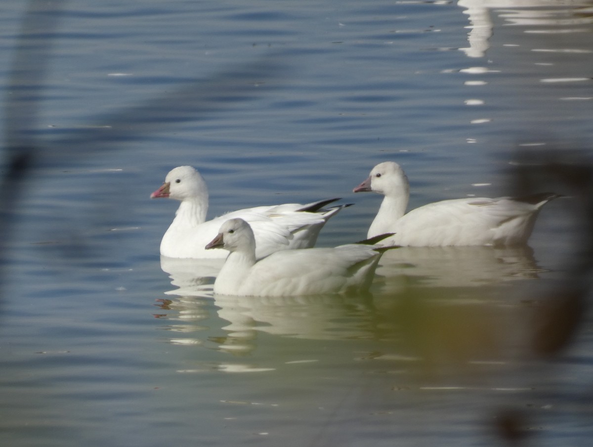 Ross's Goose - ML643839013
