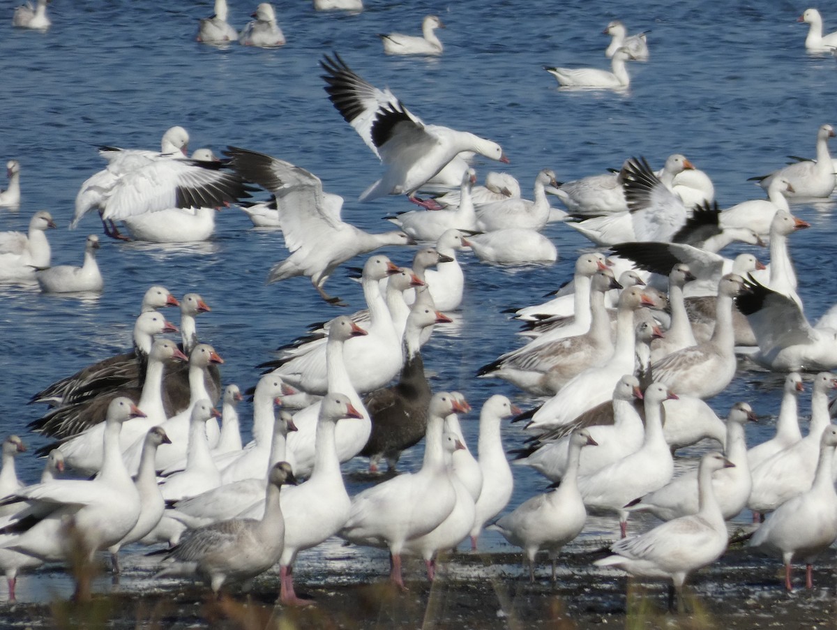 Ross's Goose - ML643839014