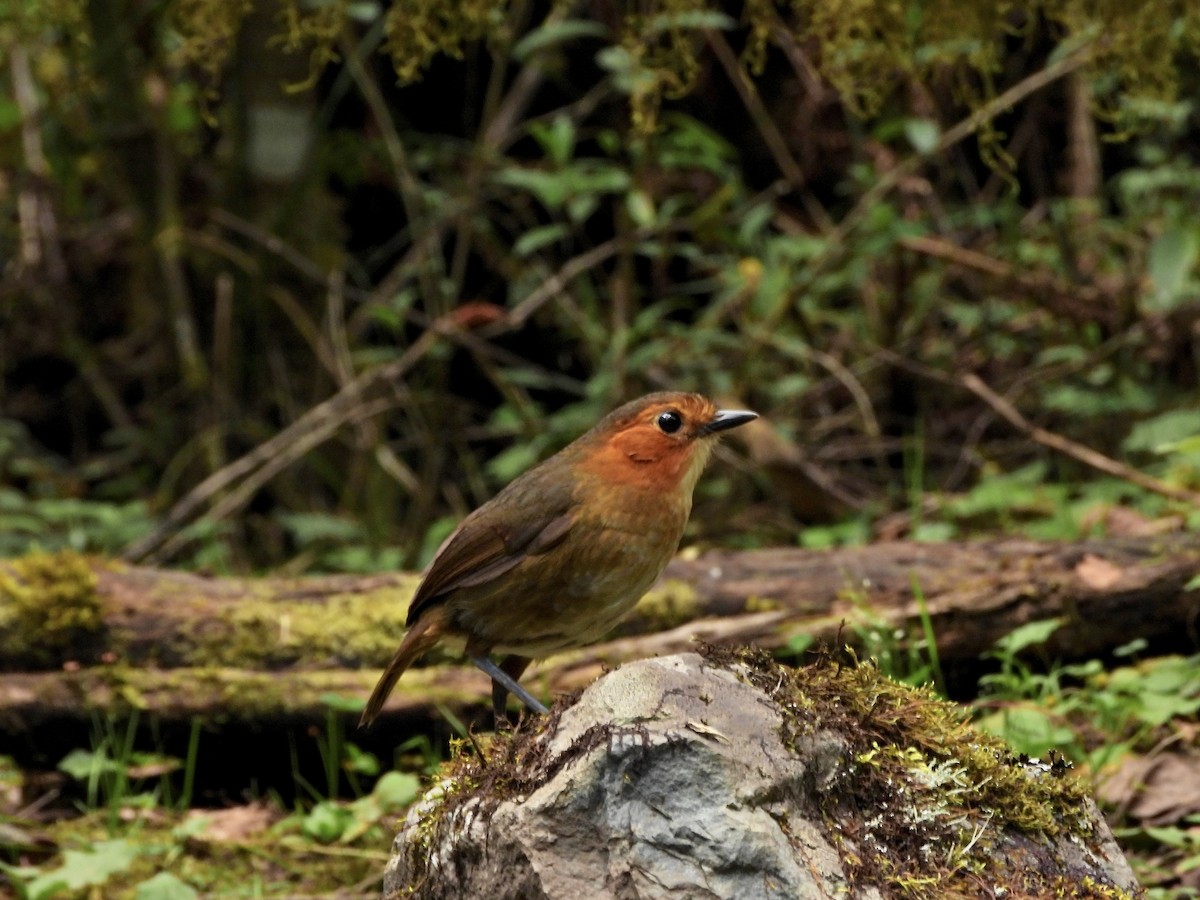 Bolivian Antpitta - ML643839028