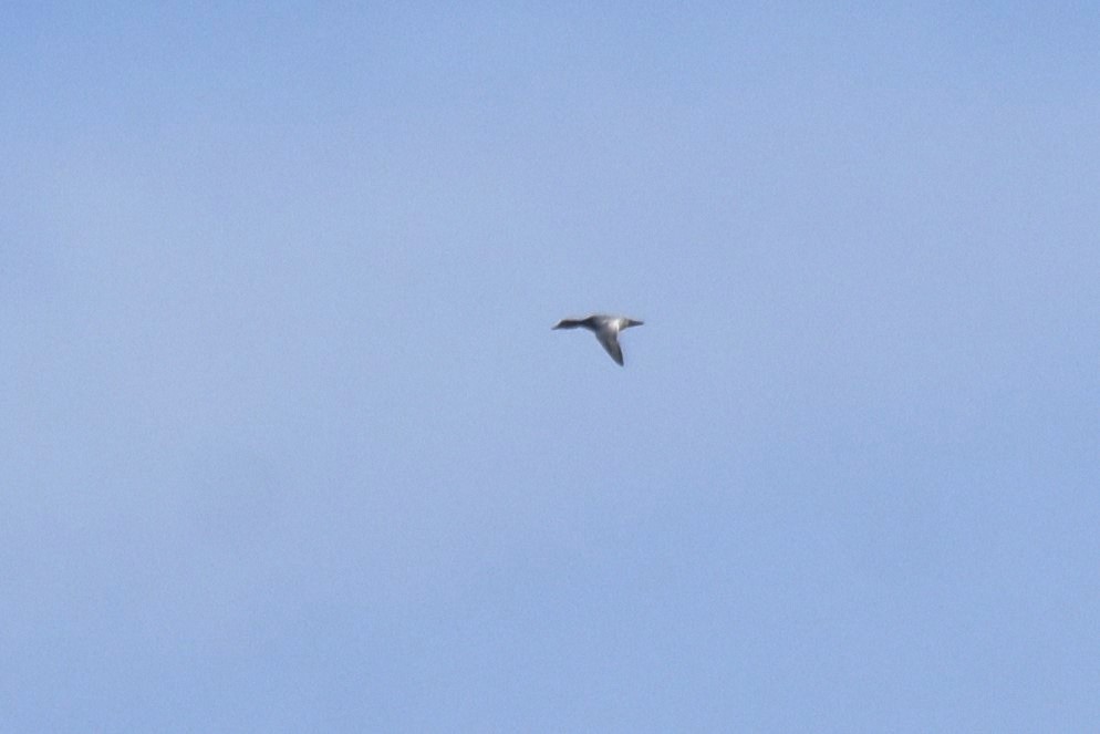 Common Pochard - ML643839037