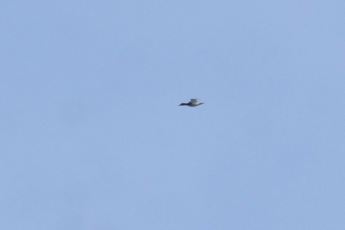 Common Pochard - ML643839039