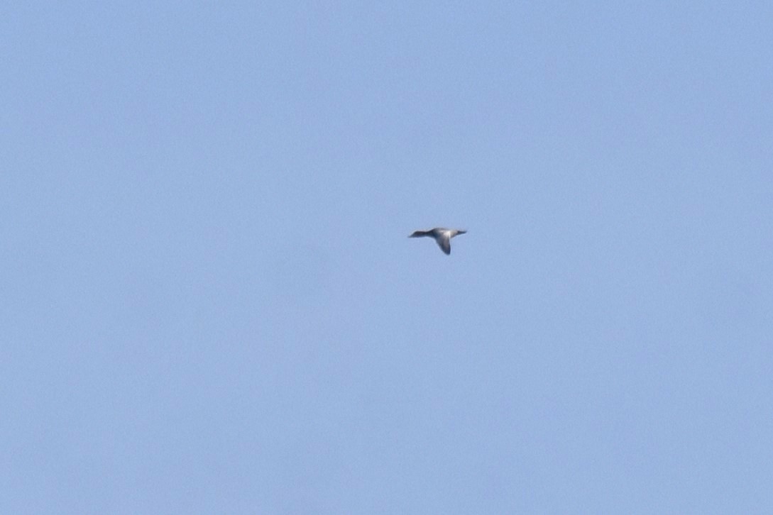Common Pochard - ML643839040