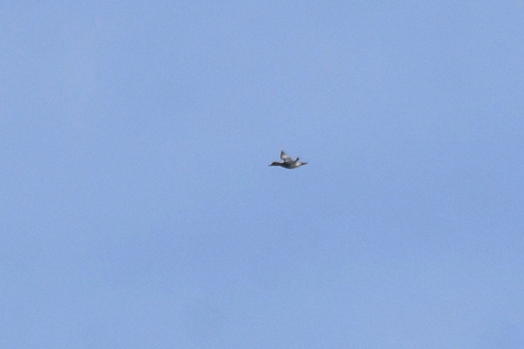 Common Pochard - ML643839041