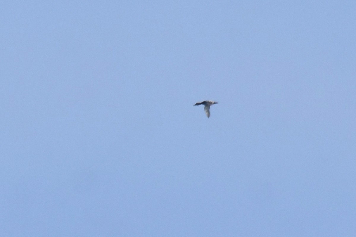 Common Pochard - ML643839042