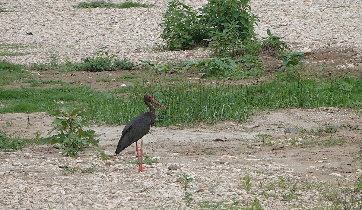 Black Stork - ML643839052