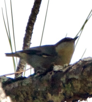 Brown-headed Nuthatch - ML643839054