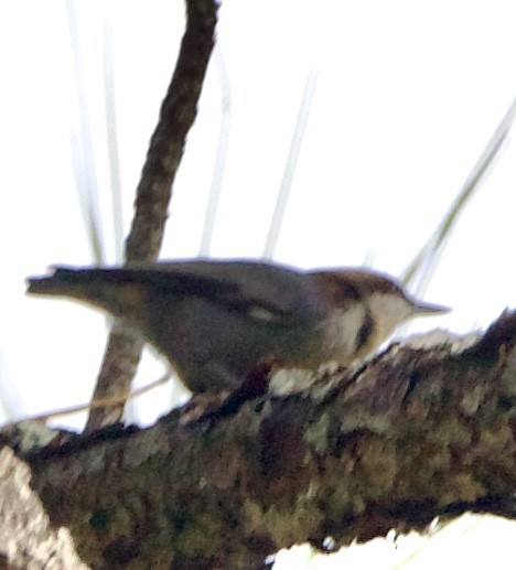 Brown-headed Nuthatch - ML643839055