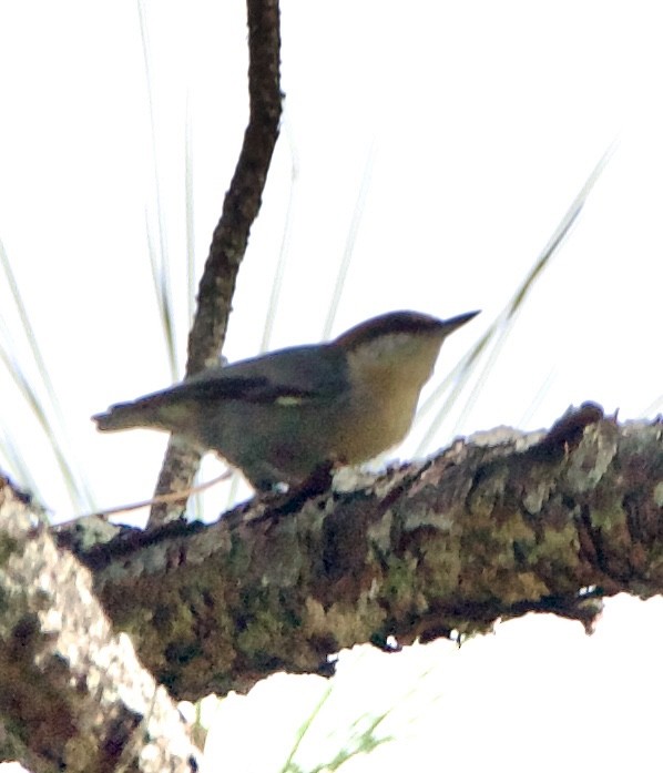Brown-headed Nuthatch - ML643839056