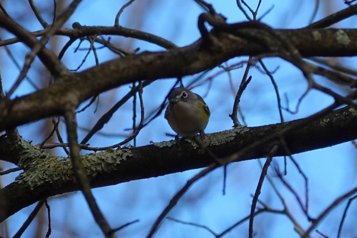 Blue-headed Vireo - ML643839058