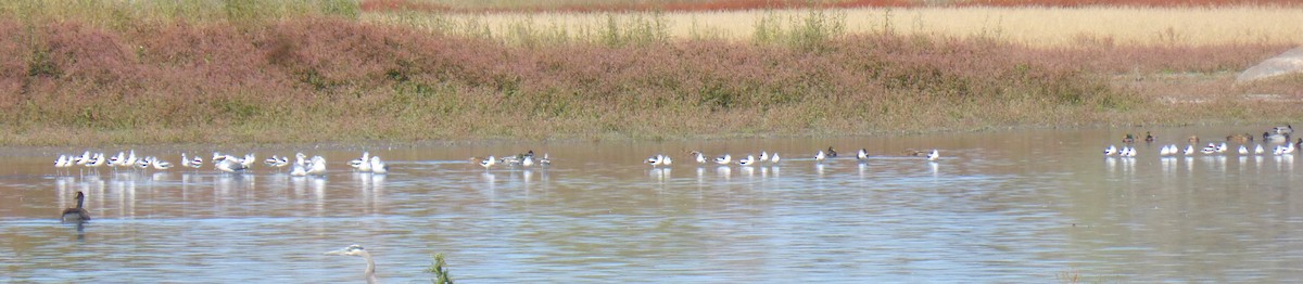 American Avocet - ML643839070