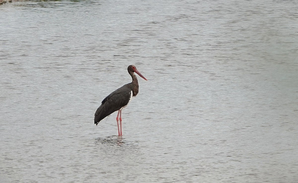 Black Stork - ML643839072