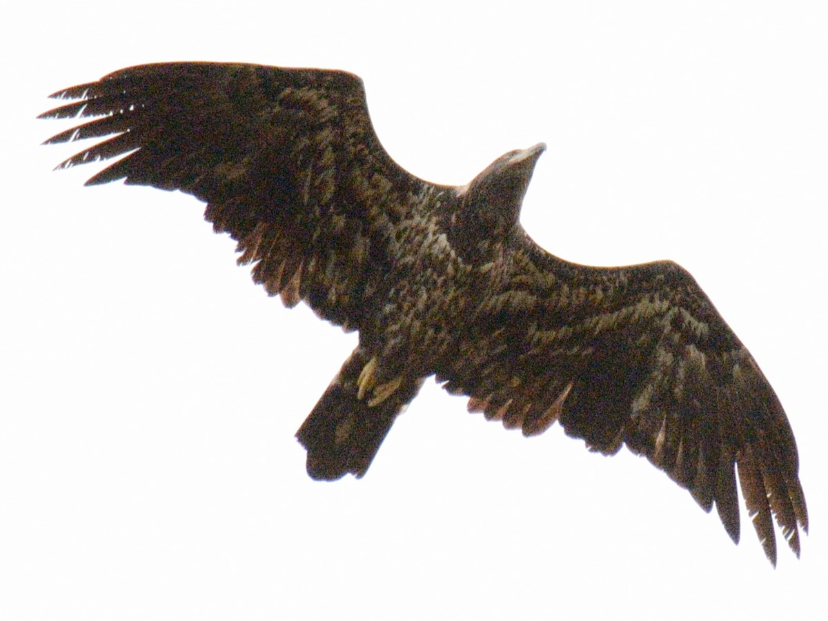 Bald Eagle - ML643839107