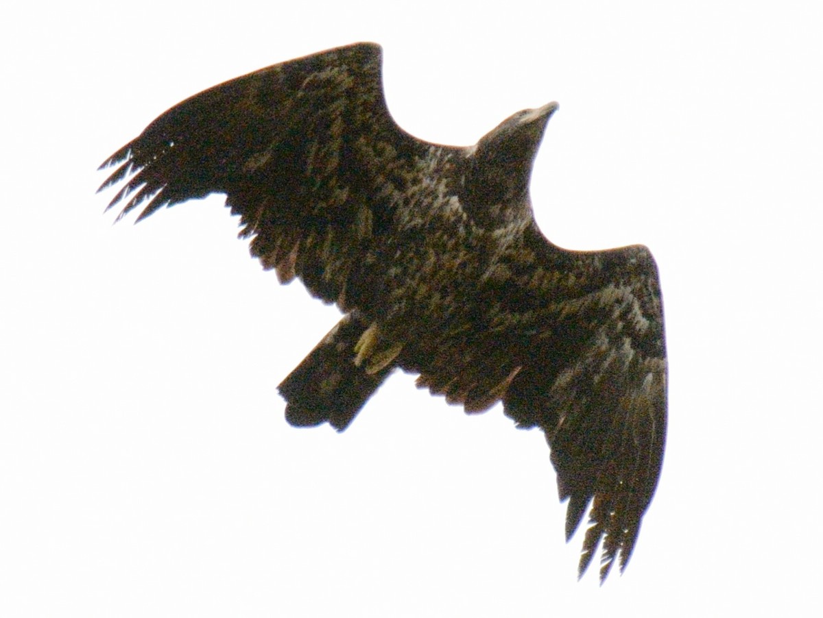 Bald Eagle - ML643839108