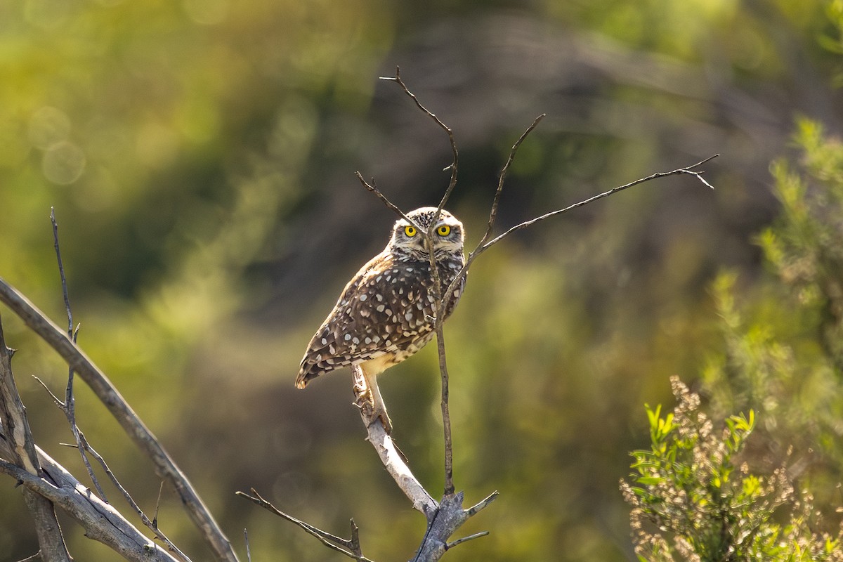 sýček králičí - ML643839109