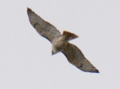 Red-tailed Hawk (borealis) - ML643839114