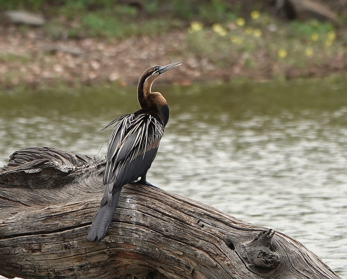 African Darter - ML643839116
